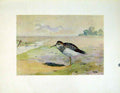 Original Old Antique Print American Pectoral Sandpiper Bird Fine Art