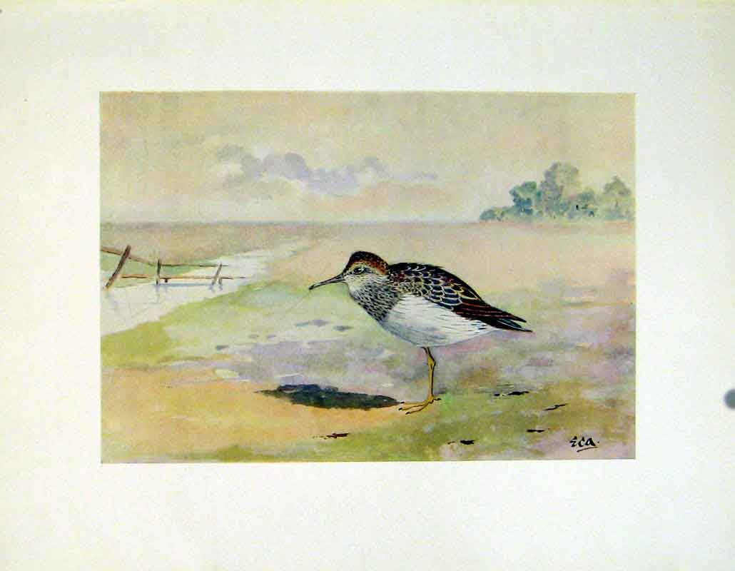 Original Old Antique Print American Pectoral Sandpiper Bird Fine Art