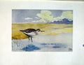 Original Old Vintage Print Fine Art C1924 Temmincks Stint Birds 20th Century