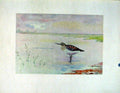 Original Old Vintage Print Color Bird American Stint Fine Art C1924 20th Century