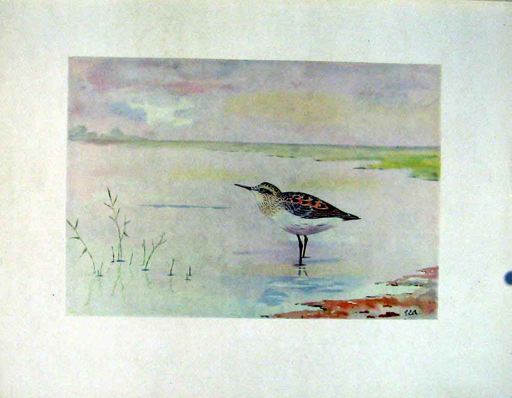 Original Old Vintage Print Color Bird American Stint Fine Art C1924 20th Century