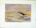 Original Old Vintage Print Little Stint Color Bird Art C1924 20th Century