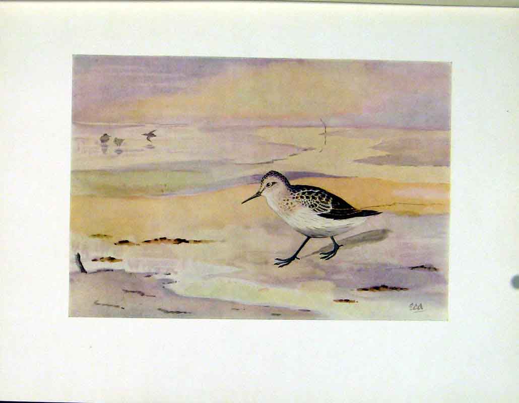 Original Old Vintage Print Little Stint Color Bird Art C1924 20th Century