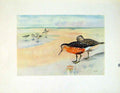 Original Old Vintage Print Color Art Fine C1924 Knot Bird Lake 20th Century