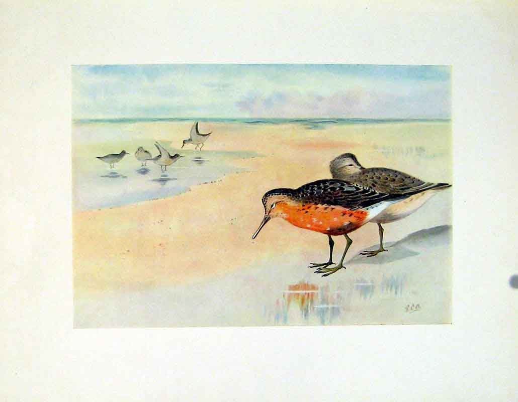 Original Old Vintage Print Color Art Fine C1924 Knot Bird Lake 20th Century
