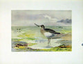 Original Old Vintage Print Terek Sandpiper Color Bird Fine Art C1924 20th