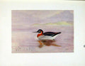 Original Old Vintage Print Fine Art Bird Color Red Necked Halarope C1924 20th