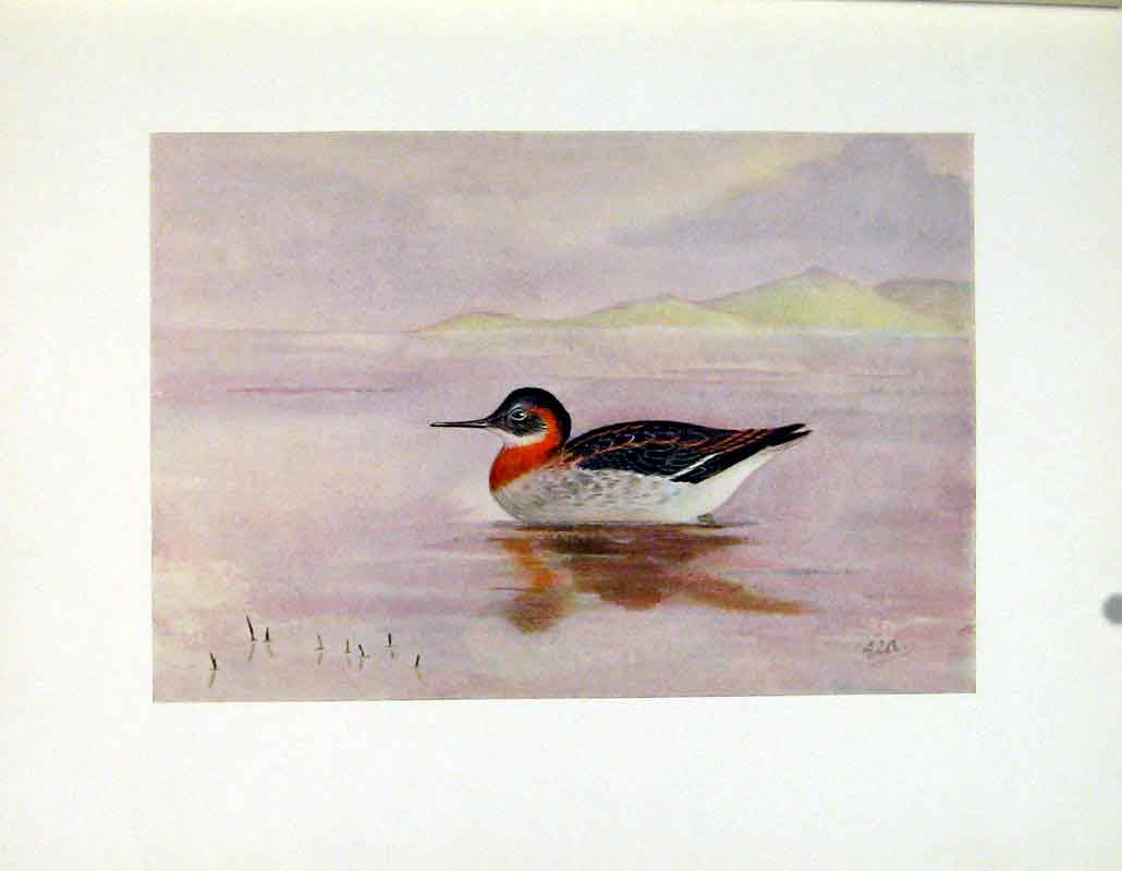 Original Old Vintage Print Fine Art Bird Color Red Necked Halarope C1924 20th