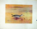 Original Old Antique Print Greay Phalarope Fine Art Color Bird