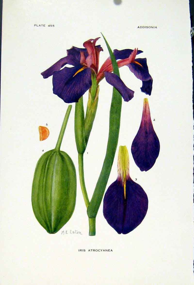 Original Old Vintage Print Flower Color 1929 Iris Atrocyanea Description 20th