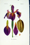 Original Old Vintage Print Iris Chrysaeola Fine Art C1929 Color Flower 20th