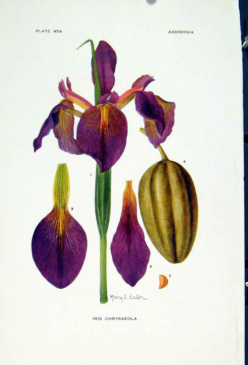 Original Old Vintage Print Iris Chrysaeola Fine Art C1929 Color Flower 20th