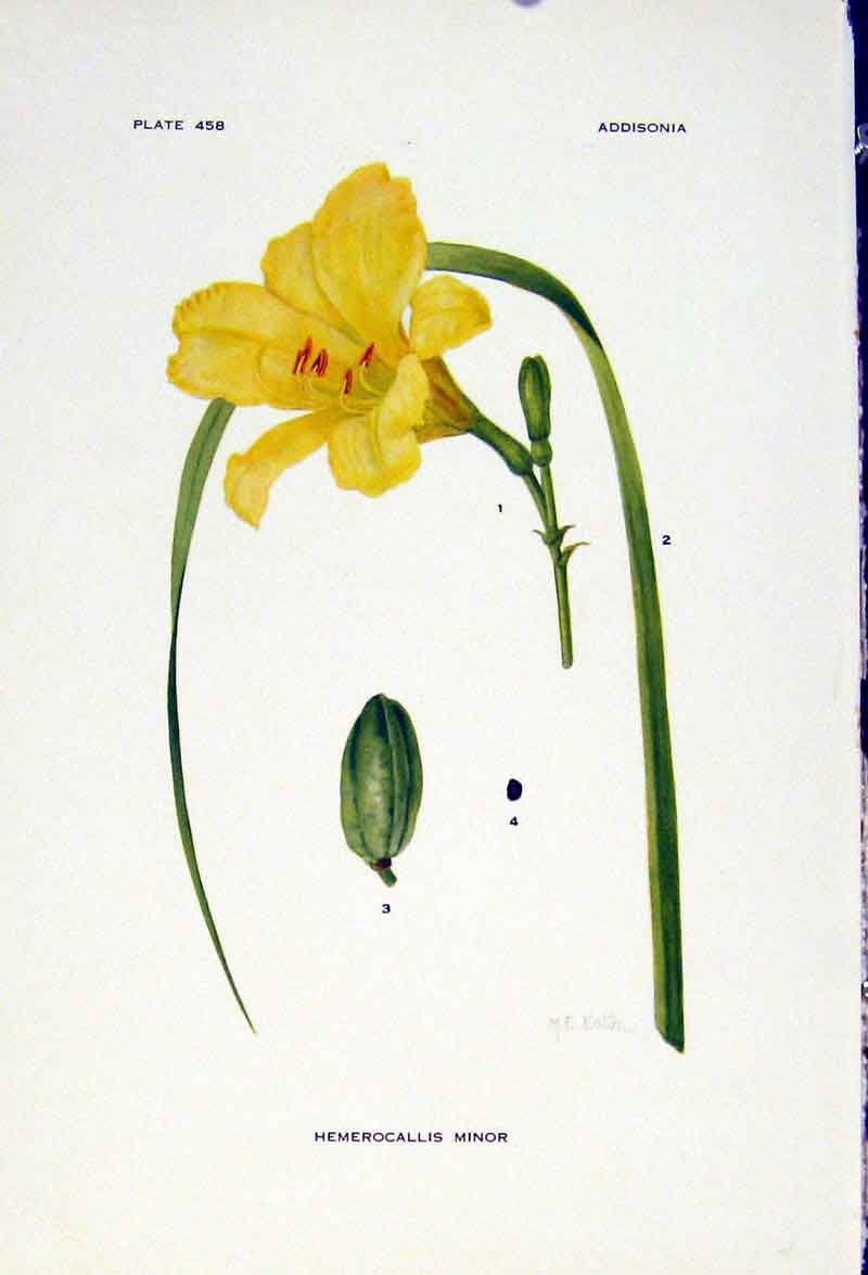 Original Old Vintage Print Color Plant Flower Art C1929 Hemerocallis Minor 20th