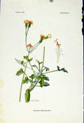 Original Old Vintage Print Kleinia Articulata Flowers Plants C1929 Art 20th