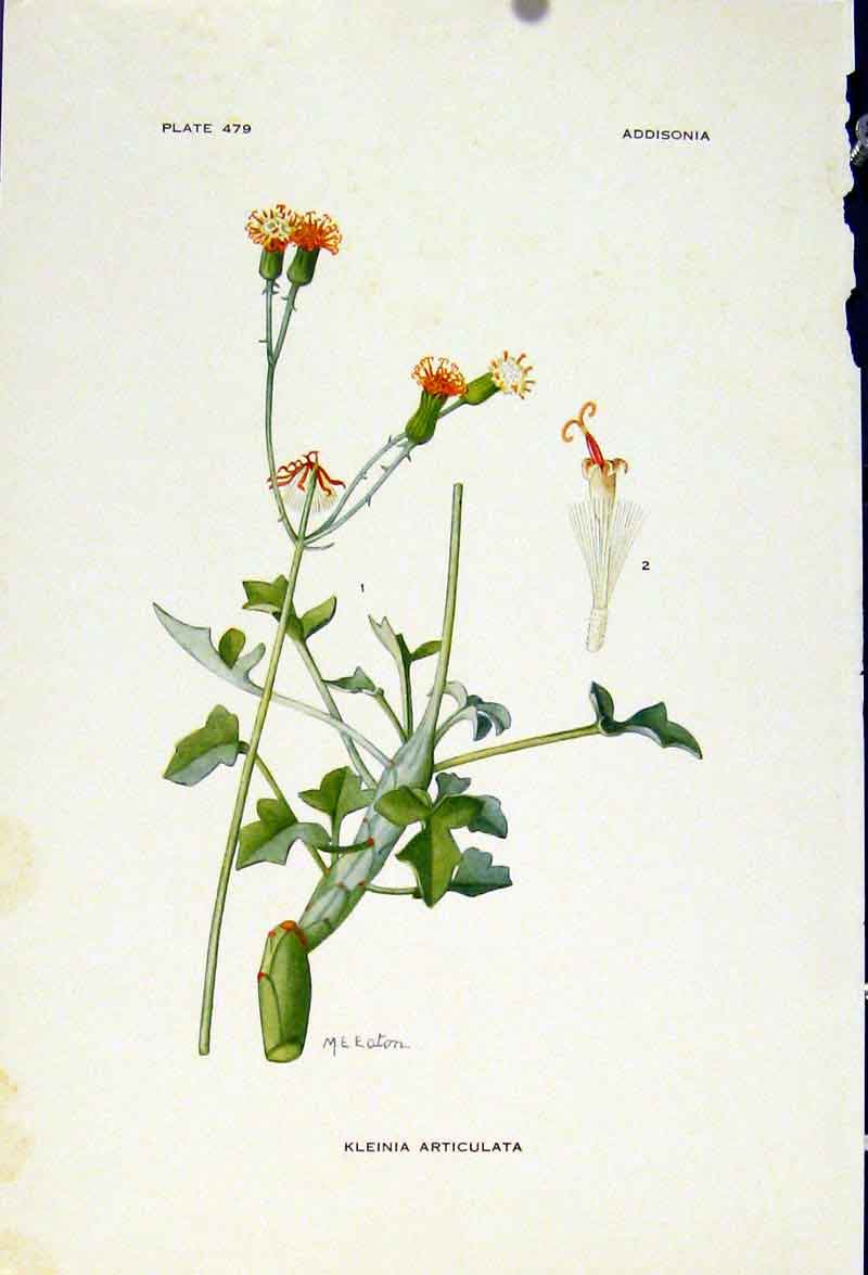 Original Old Vintage Print Kleinia Articulata Flowers Plants C1929 Art 20th