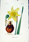 Original Old Vintage Print Color C1929 Narcissus Edrin Flower Plants 20th