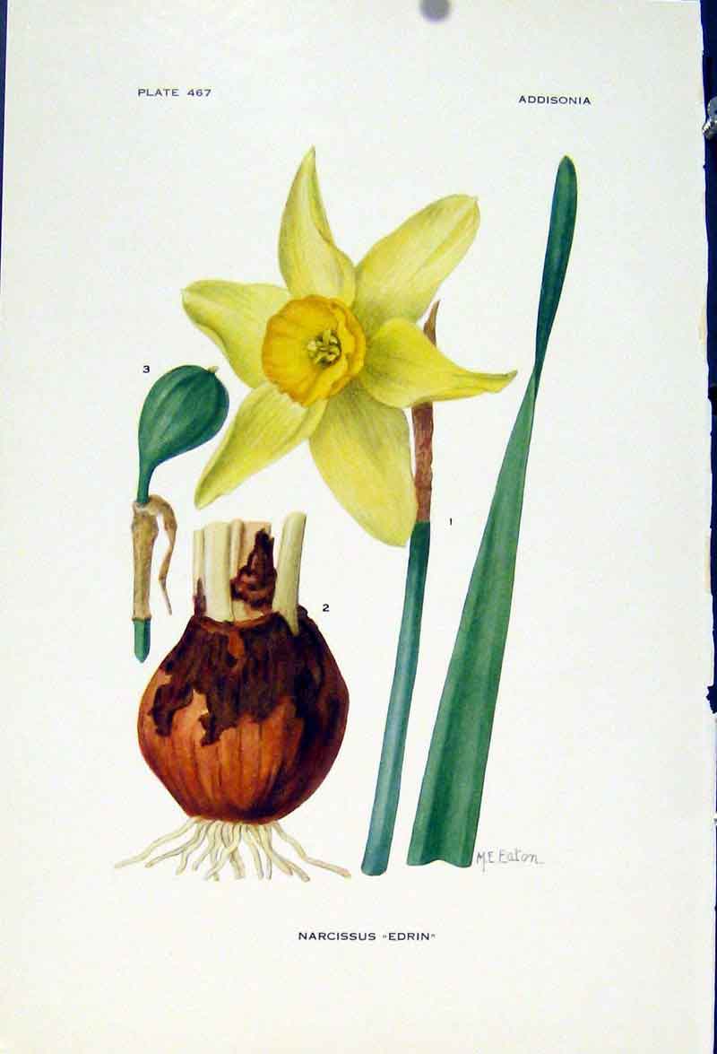 Original Old Vintage Print Color C1929 Narcissus Edrin Flower Plants 20th