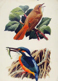 Original Old Antique Print Nightingale Kingfisher C1945 Color Bird Art 20th