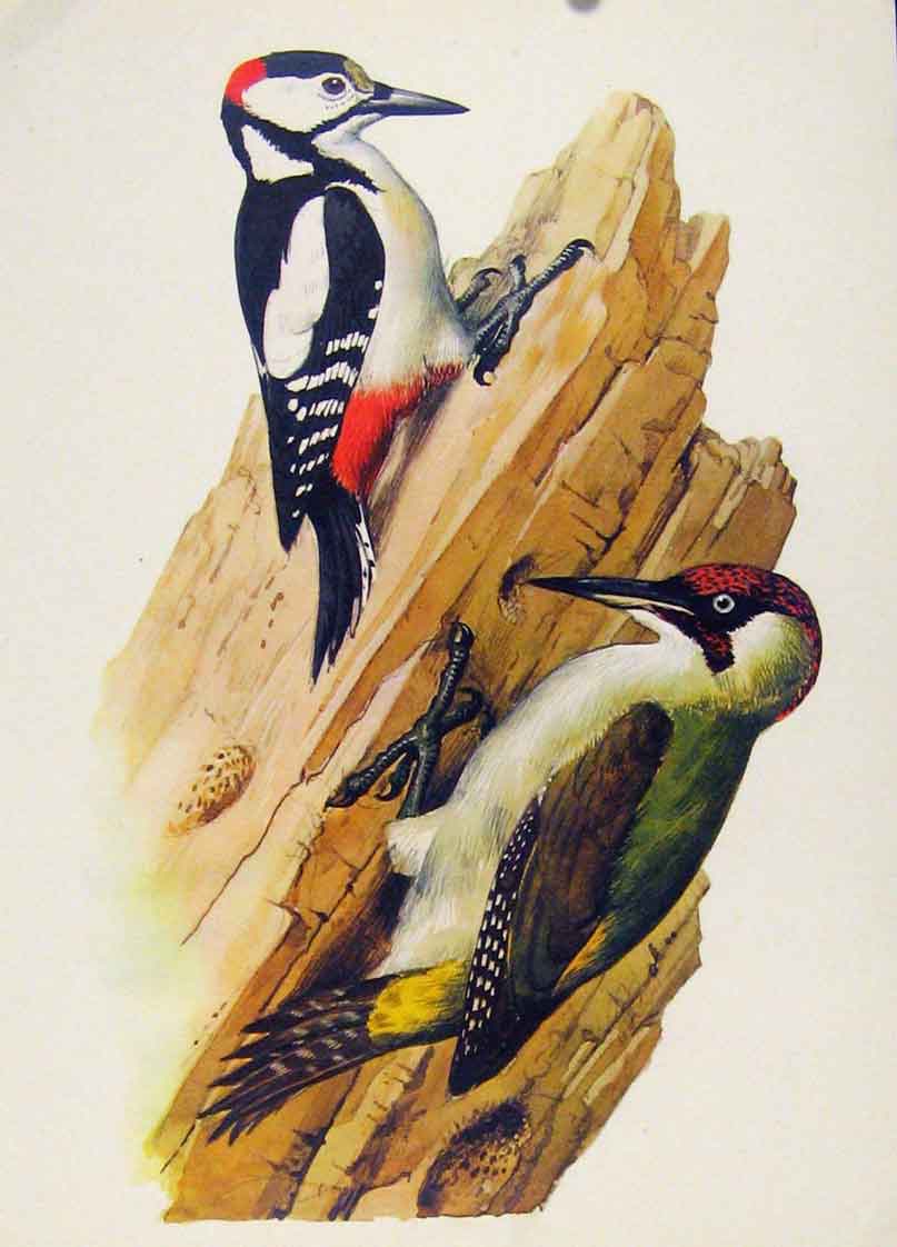 Original Old Antique Print Great Spotted Green Wopecker Fine Art Bird