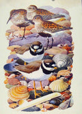 Original Old Antique Print Dunlin Ping Plover Color Fine Art C1945 Birds 20th