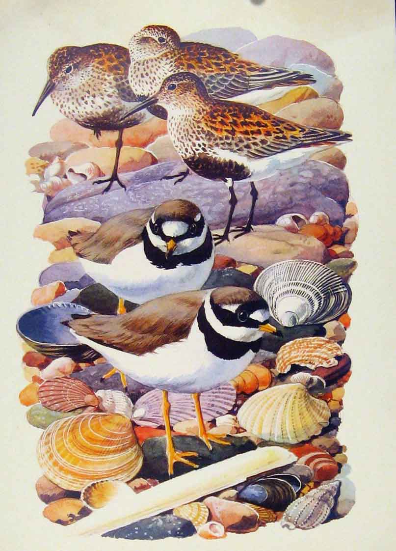 Original Old Antique Print Dunlin Ping Plover Color Fine Art C1945 Birds 20th