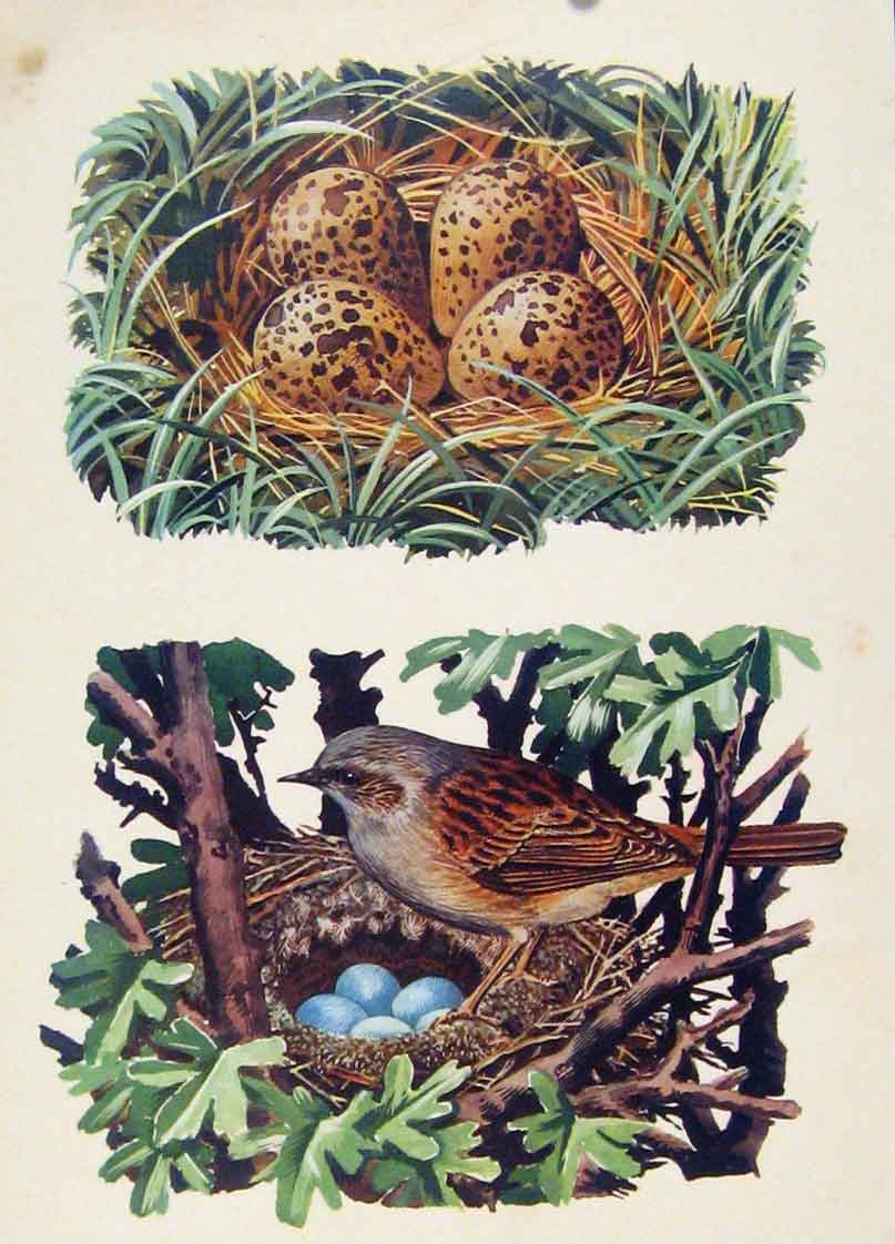 Original Old Antique Print Lapwings Nest Hedge Sparrows Color Bird Art