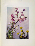 Original Old Antique Print Faphne Leucojum Tussilago Flowers Plant Art