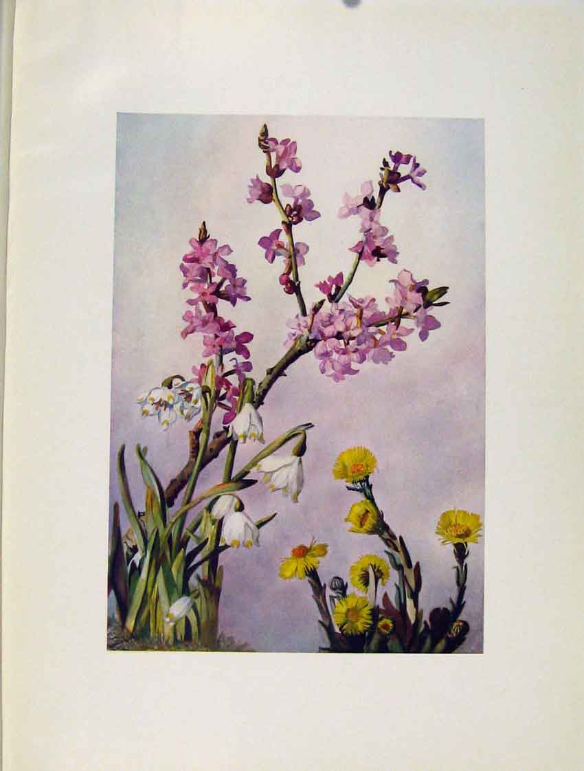 Original Old Antique Print Faphne Leucojum Tussilago Flowers Plant Art