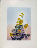 Original Old Antique Print Primula Saneela Alpina Flowers Plant Sketch