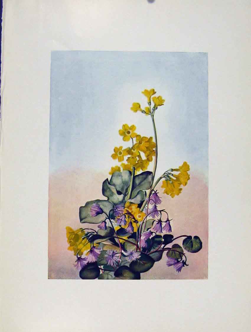 Original Old Antique Print Primula Saneela Alpina Flowers Plant Sketch