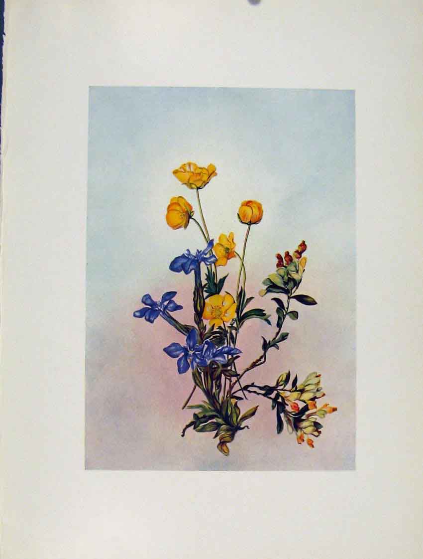 Original Old Antique Print Ranunculus Gentiana Polygala Flowers Plant Sketch