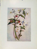 Original Old Antique Print Ranunculus Geum Bellis Veronica Flowers Plant