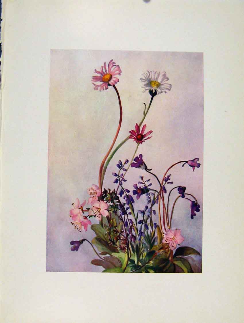 Original Old Antique Print Bellidiastrum Rhododendron Polygala Flowers Plant