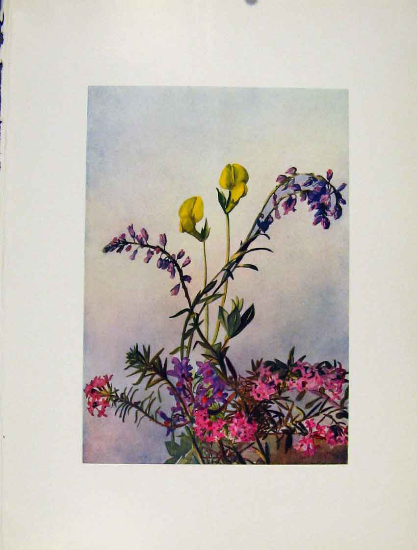 Old Antique Print Polygala Linaria Alpina Daphne Flowers Plant Sketch Art