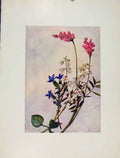 Original Old Antique Print Onobrichis Pyrola Gentiana Flowers Plant 20th Century