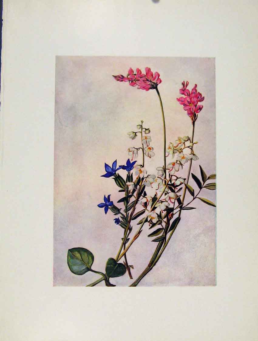 Original Old Antique Print Onobrichis Pyrola Gentiana Flowers Plant 20th Century