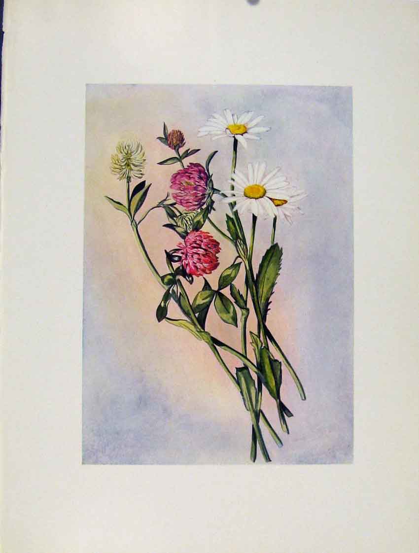 Original Old Antique Print Chrysanthemum Trifolium Flowers Plant Sketch