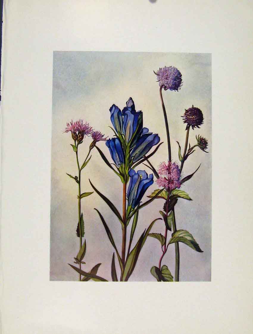Original Old Antique Print Gentiana Serratula Mentha Flowers Plant Sketch
