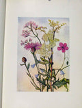 Original Old Antique Print Valeriana Spieaea Geranium Campanula Flowers Plant