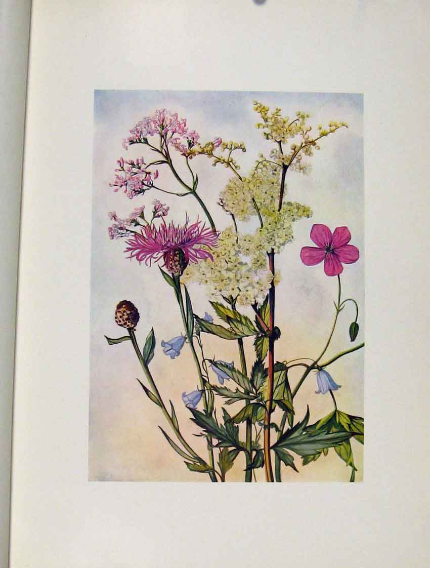 Original Old Antique Print Valeriana Spieaea Geranium Campanula Flowers Plant
