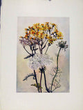 Original Old Antique Print Senecio Millefolium Achillea Daucus Flowers Plant