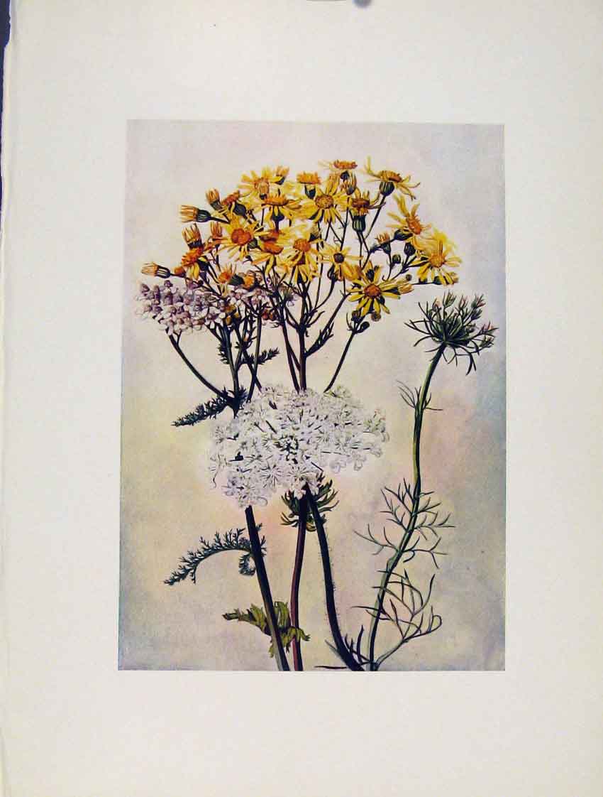 Original Old Antique Print Senecio Millefolium Achillea Daucus Flowers Plant