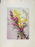 Original Old Antique Print Flowers Plant Galium Verum Ononis Aparine