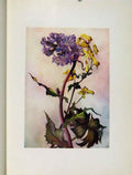 Original Old Antique Print Sketch Flowers Plant Alpinum Aconitum Lycotonum