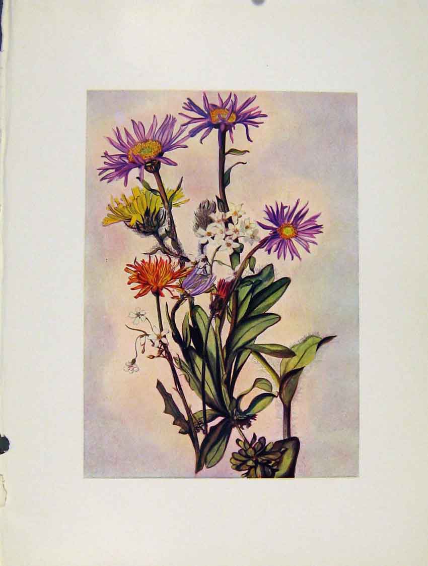 Old Antique Print Alpines Villosum Aizoon Aurea Flowers Plant Sketch Prin