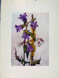 Original Old Antique Print Trachelium Silene Verbascum Sketch Flowers Plant