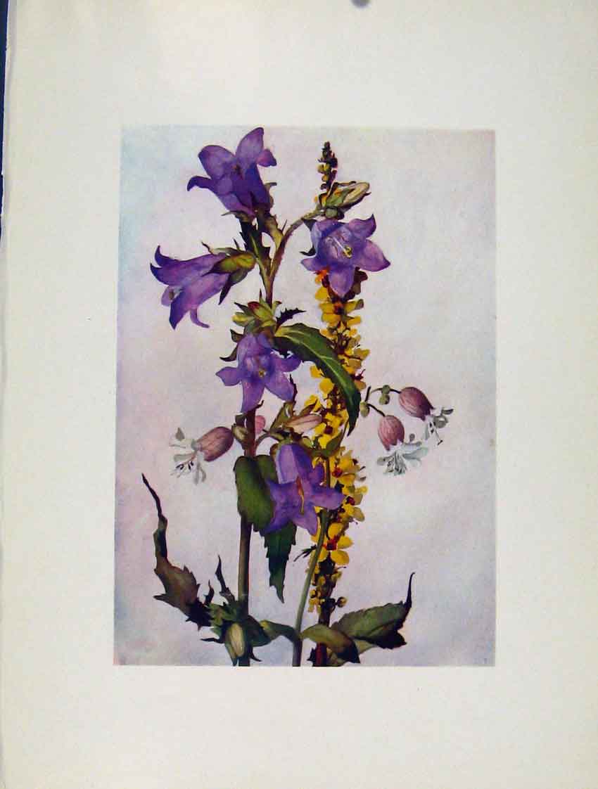 Original Old Antique Print Trachelium Silene Verbascum Sketch Flowers Plant