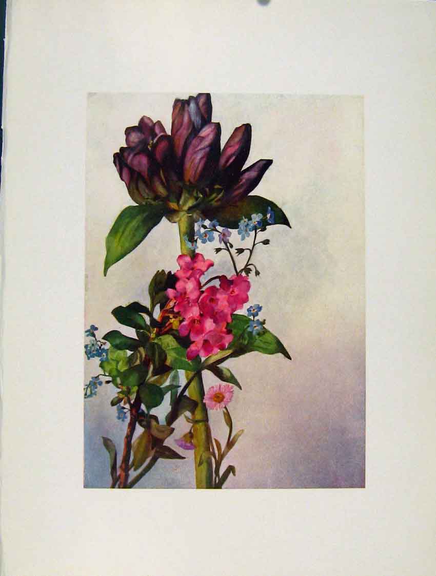 Original Old Antique Print Pannonica Myosotis Rhododendron Alpinus Flowers Plant