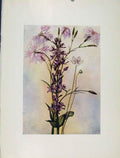 Original Old Antique Print Superbus Perenis Sweertia Flowers Plant Sketch