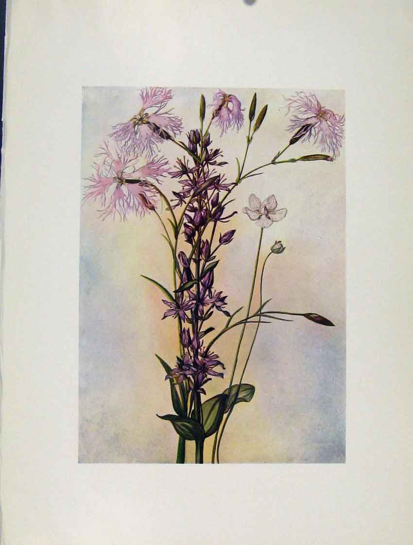 Original Old Antique Print Superbus Perenis Sweertia Flowers Plant Sketch